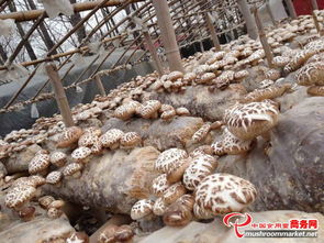 散裝干貨批發(fā) 泌陽香菇，優(yōu)質(zhì)食用菌低價(jià)直達(dá)