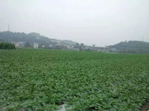 從田間到餐桌 直擊廣東蔬菜供應(yīng)全鏈條