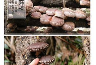 富農(nóng)園特級(jí)冬菇 福建山珍，品味自然的饋贈(zèng)
